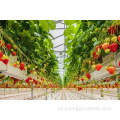 Venlo Glass Greenhouse para tomates de morango